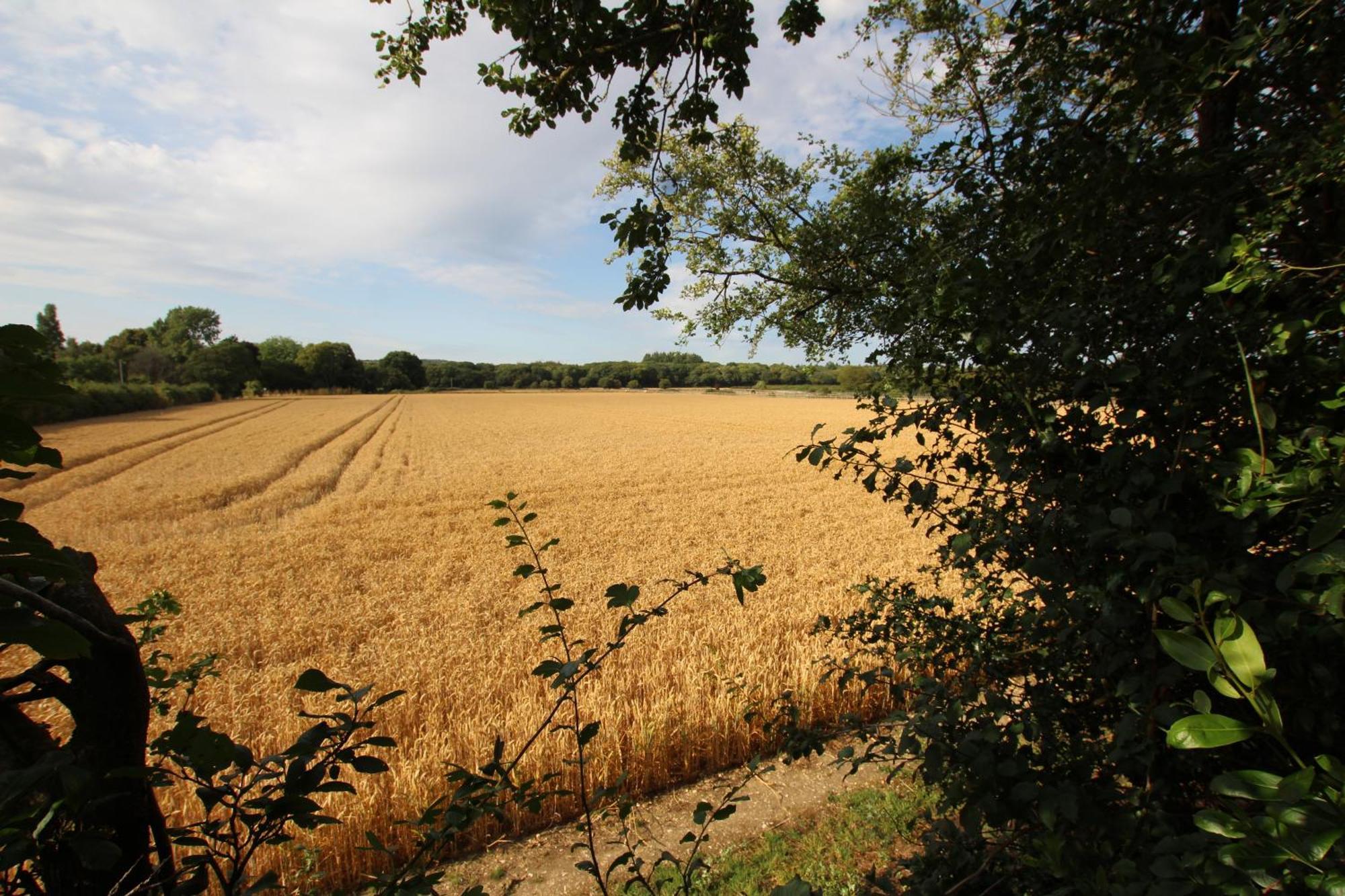 Cowslip Barn Annexe, Countryside Stay Near Чичестер Экстерьер фото